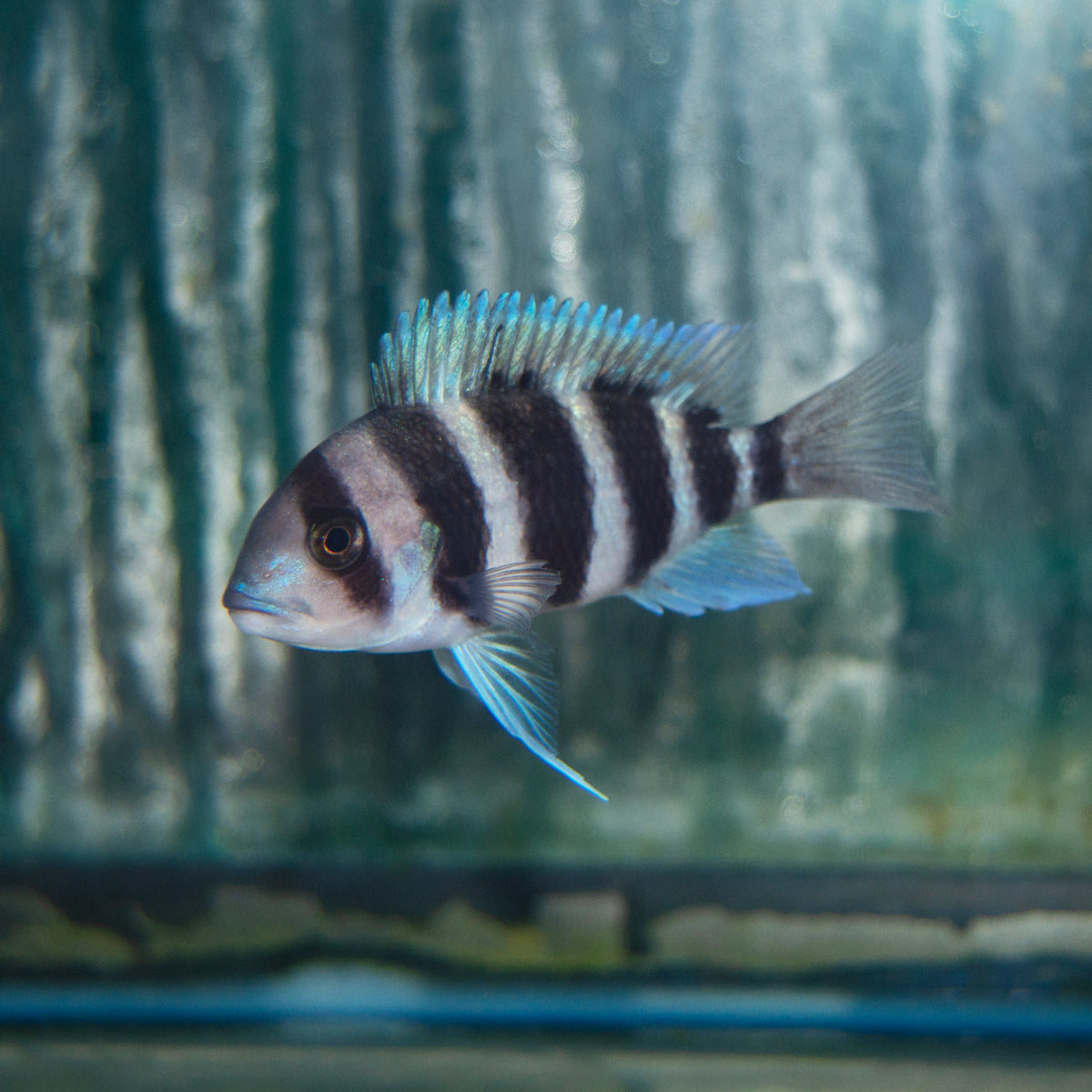 African - Frontosa Burundi 2-2.5in.