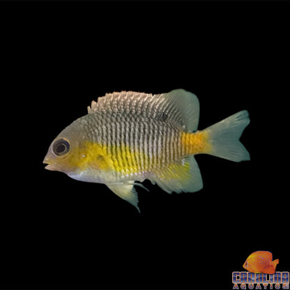 Damsel - Yellowtail Cortez
