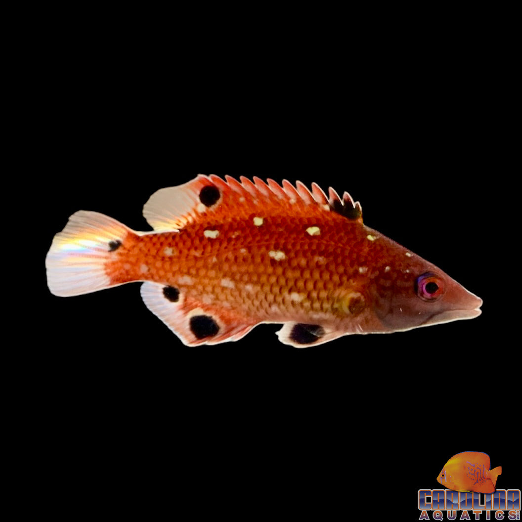 Hogfish - Diana's Juv