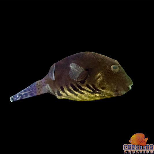 Puffer - Dogface Starry Med/Lg