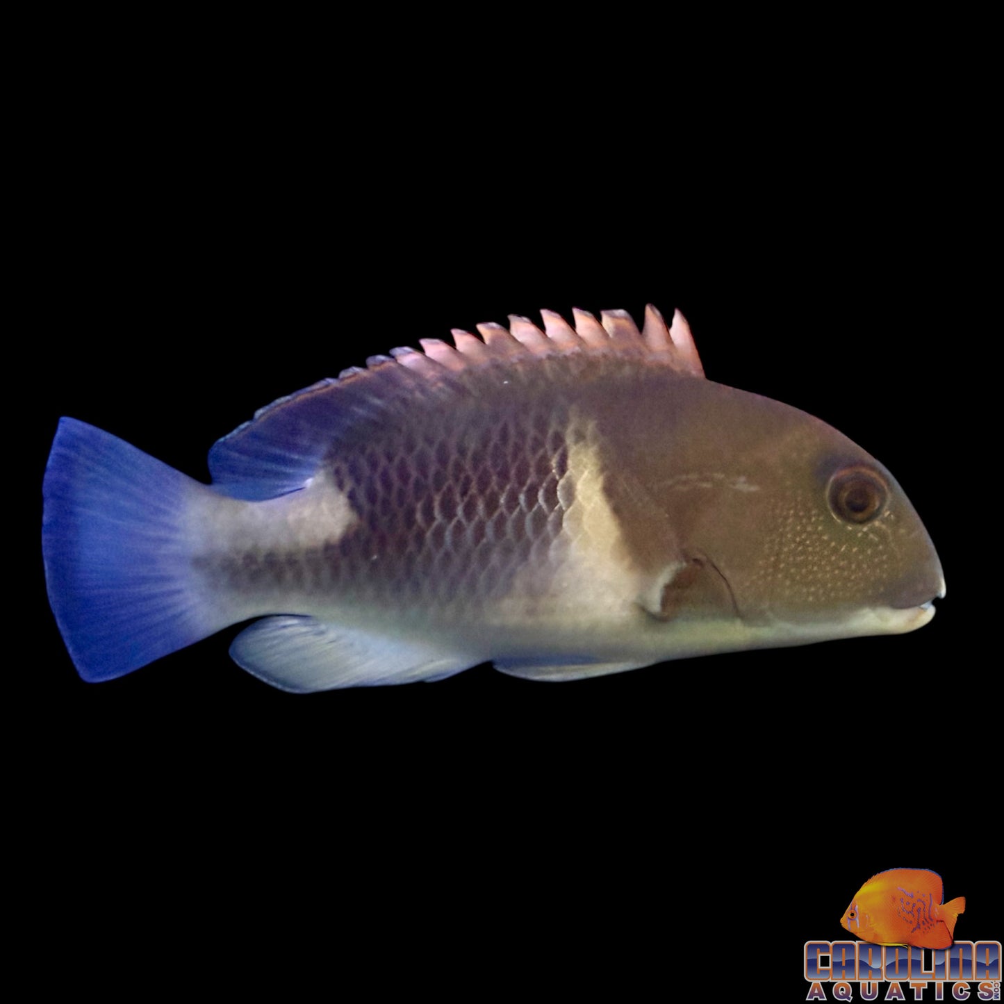 Tusk - Orange Dotted