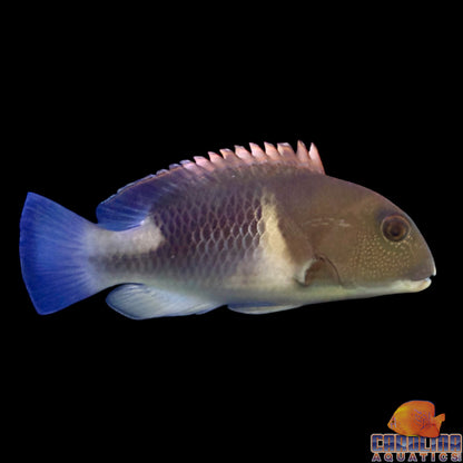 Tusk - Orange Dotted