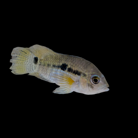 Cichlid - Amazon Med