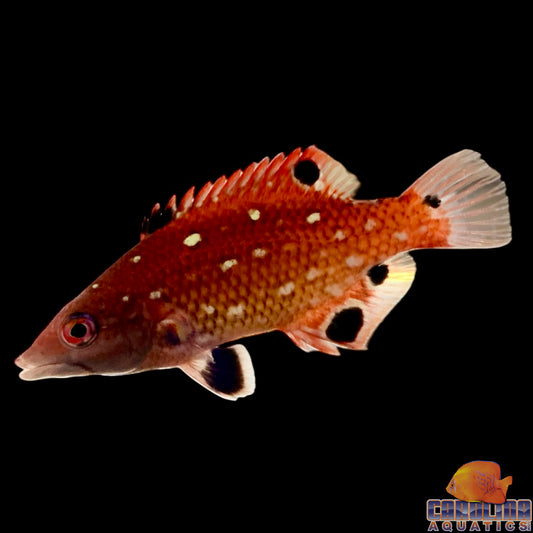 Hogfish - Diana's Juv