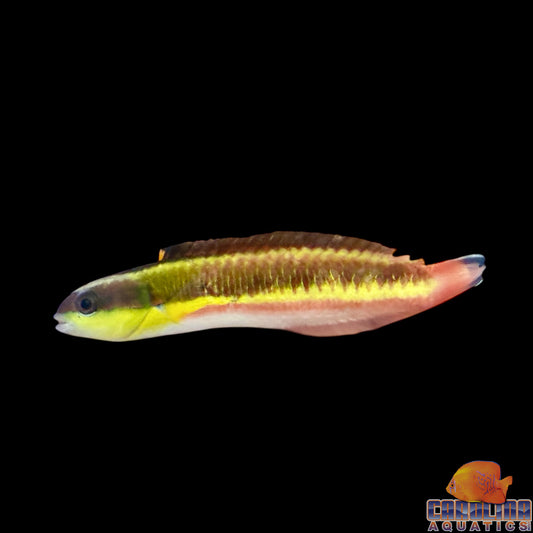 Wrasse - Rainbow Cortez Juv