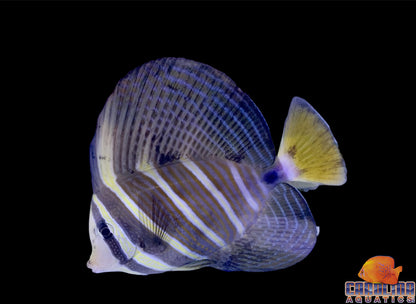 Tang - Sailfin XL