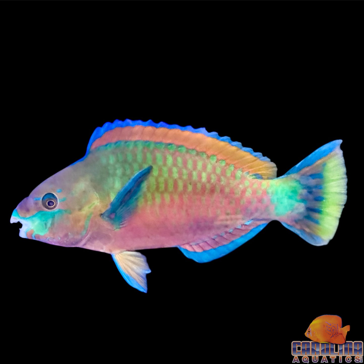 Parrotfish - Quoyi XL