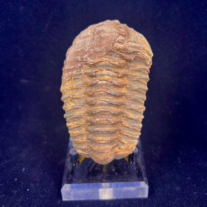 Trilobite Fossil