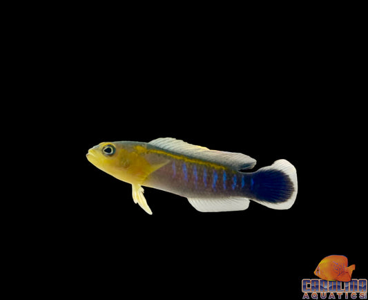 Dottyback - Bluestripe