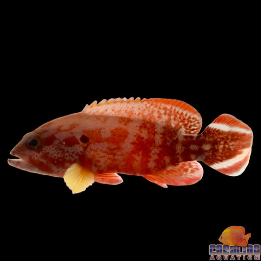 Grouper - V-Tail