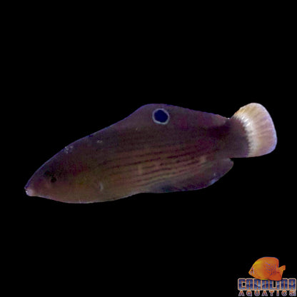 Wrasse - Dusky