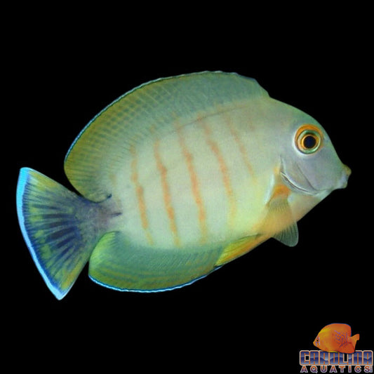 Tang - Mimic Eibli