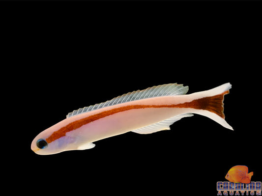 Tilefish - Red Stripe