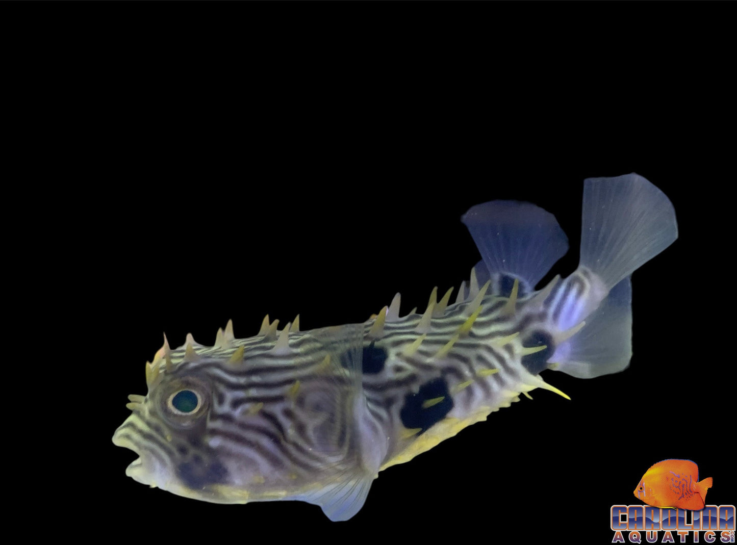 Puffer - Striped Burrfish Lg