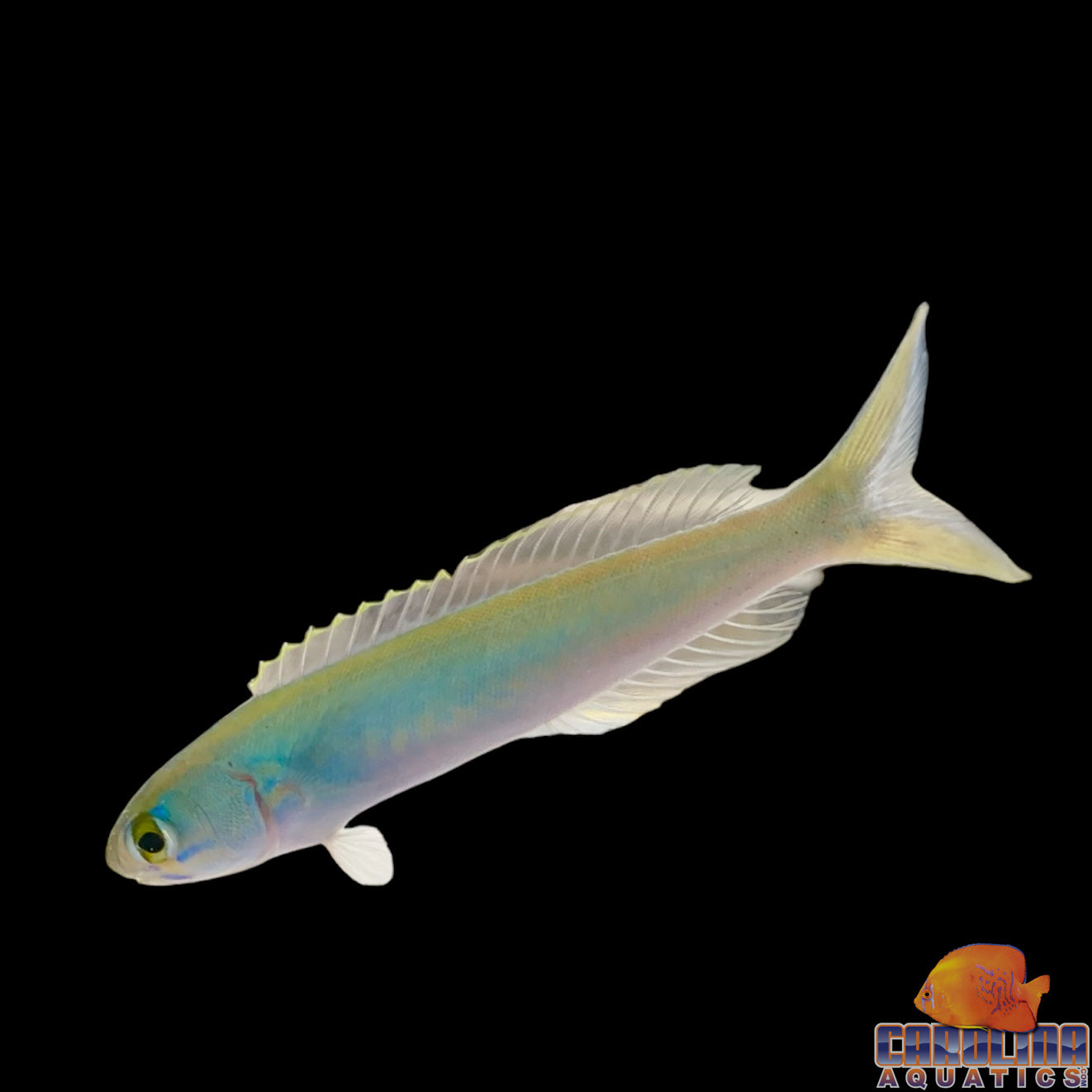 Tilefish - Flashing