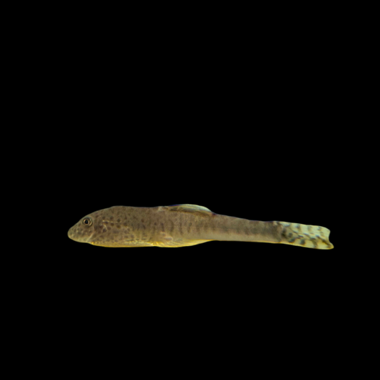 Loach - Hillstream Chinese Yellowfin