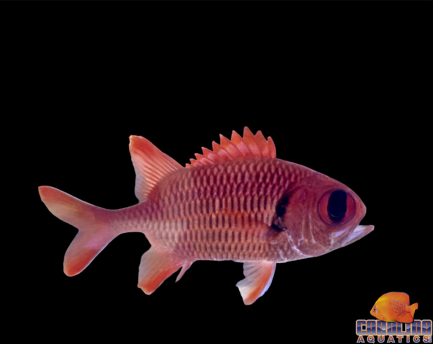 Soldierfish Big Eye