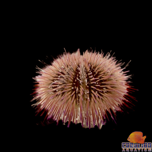 Urchin - Pincushion Lg