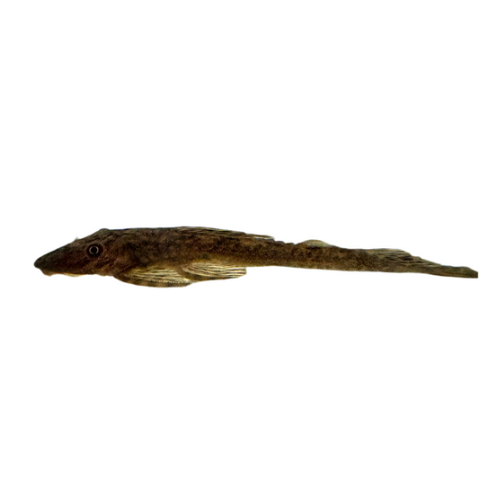 Pleco - Amazon Flat 2.5-3in