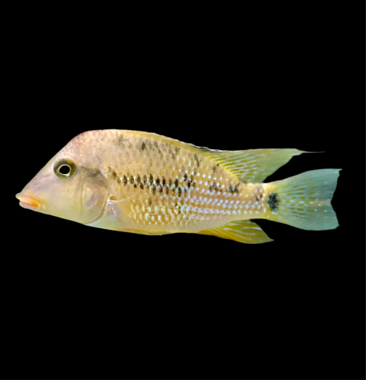 Cichlid - Eartheater Red Hump Lg