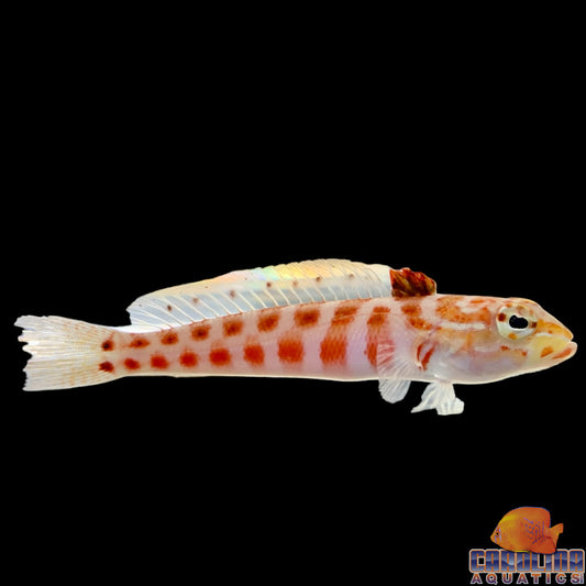 Sandperch - Red Spotted