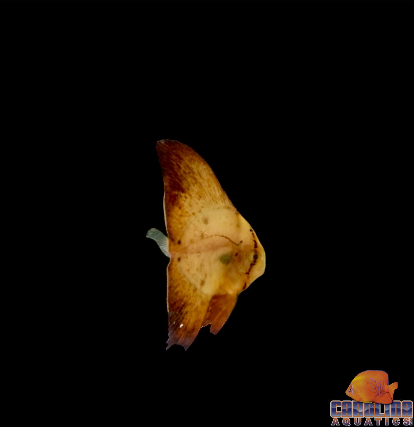 Batfish - Orbic
