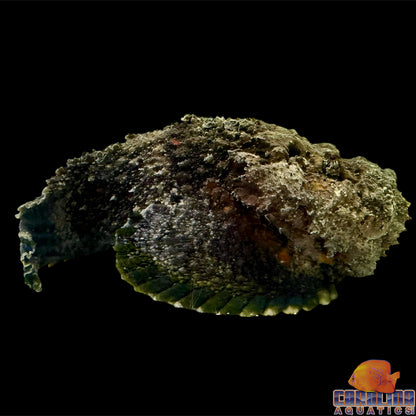 Stonefish Reef Jumbo