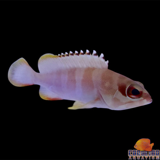 Grouper - Blacktip