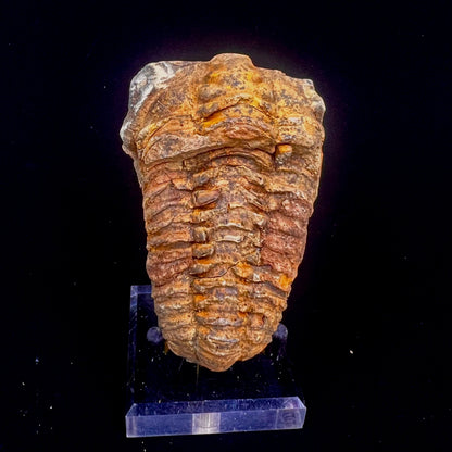 Trilobite Fossil