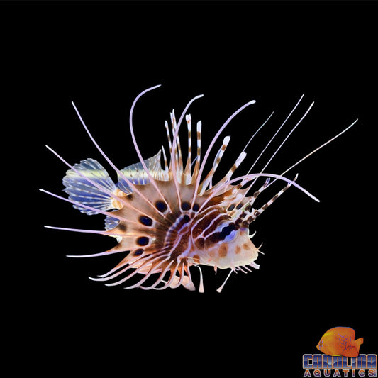 Lionfish - Antennata