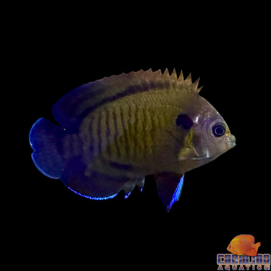 Angel - Bluefin Lg