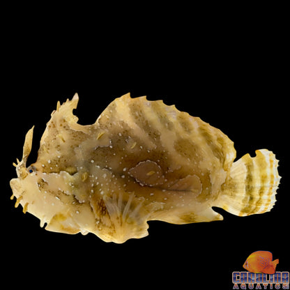 Angler - Sargassum