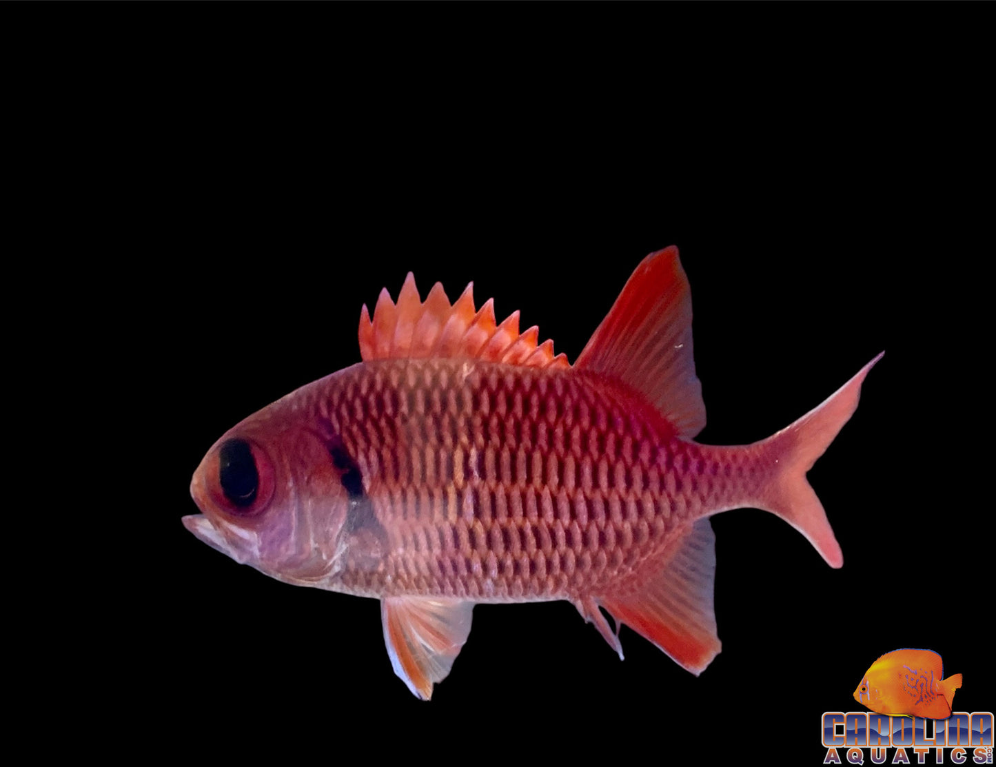 Soldierfish Big Eye