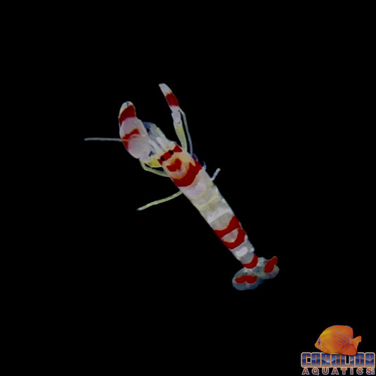 Shrimp - Pistol Candy Cane