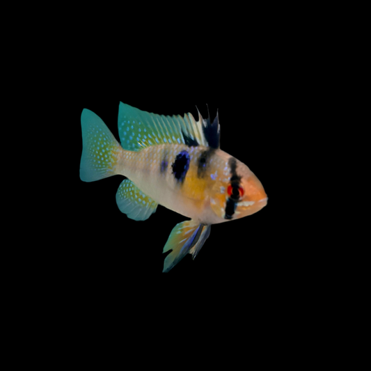 Cichlid - Ram German Blue Lg
