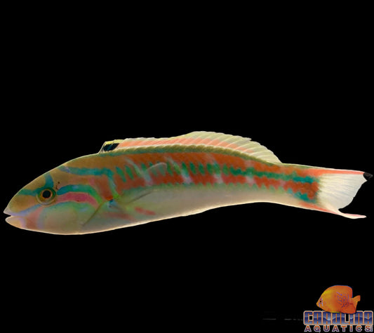 Wrasse - Hardwicke