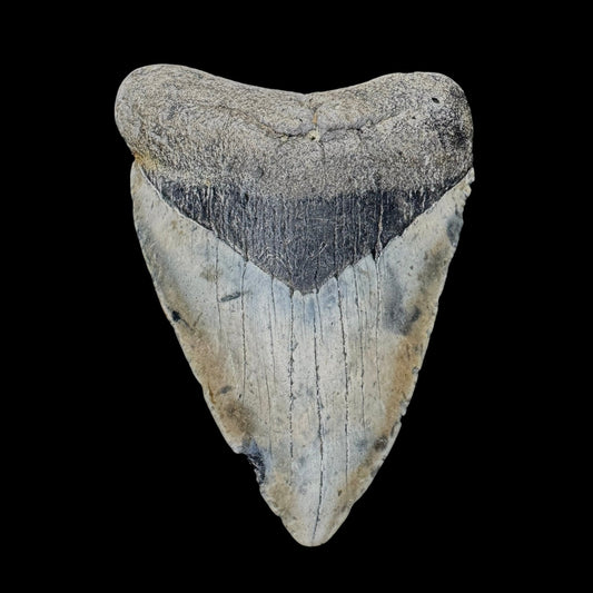 Megalodon Tooth