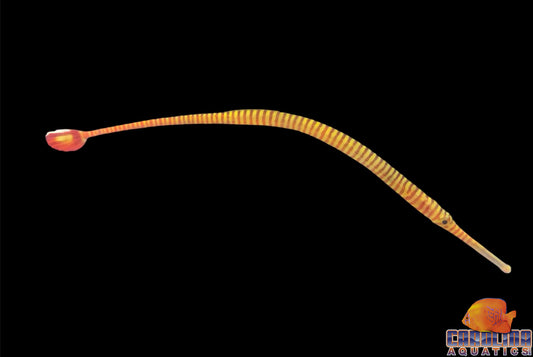 Pipefish - Manybanded