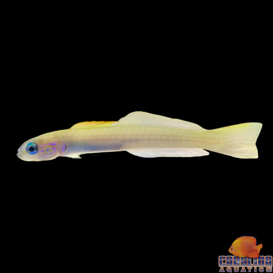 Goby - Gudgeon Pale