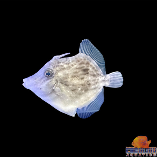 Filefish - Planehead