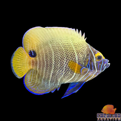 Angel - Blueface Changing