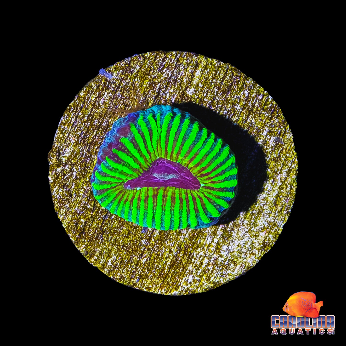 Frag - Mayan Sun Favia