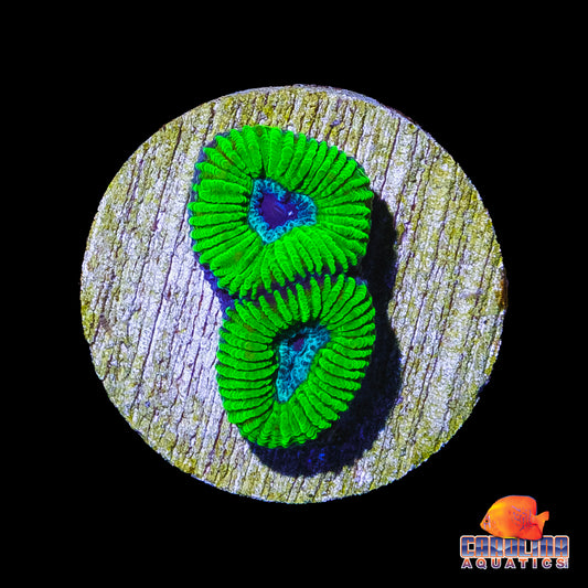 Frag - Frozen Mayan Sun Favia