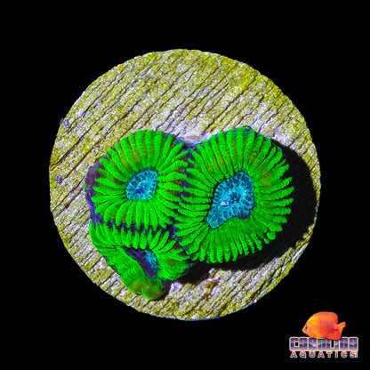 Frag - Frozen Mayan Sun Favia