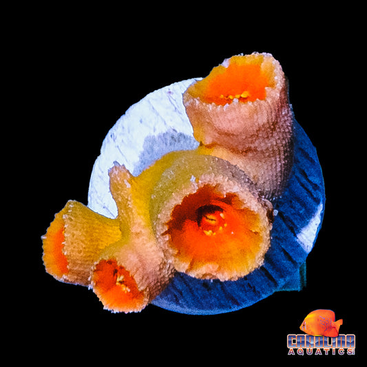 Frag - Sun Coral