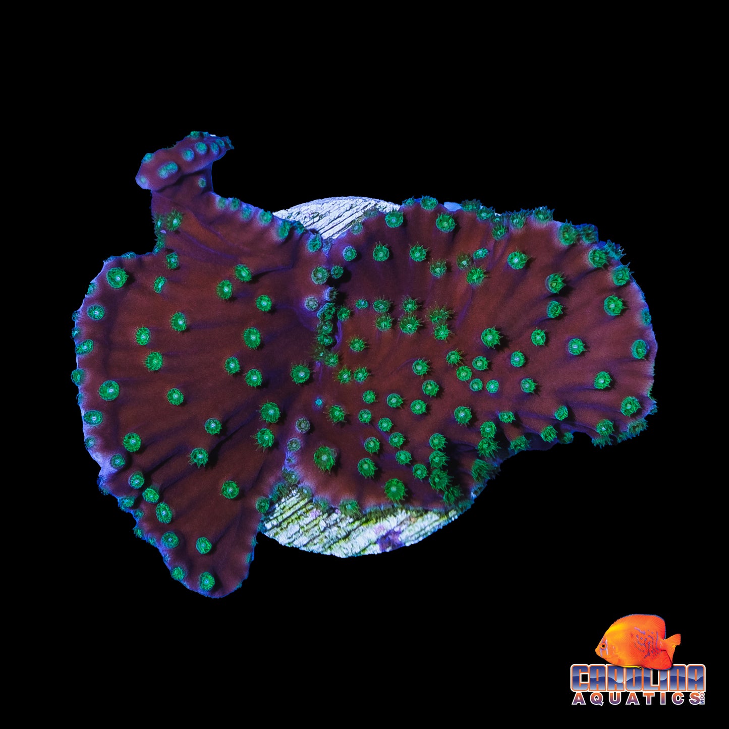Frag - Frilly Turbinaria