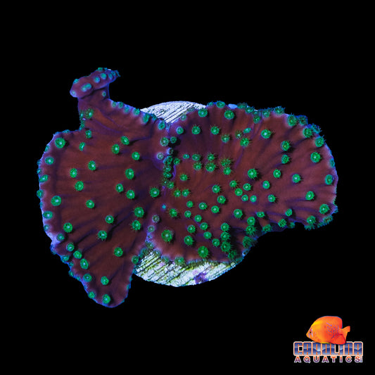 Frag - Frilly Turbinaria