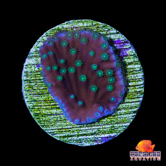 Frag - Frilly Turbinaria Small