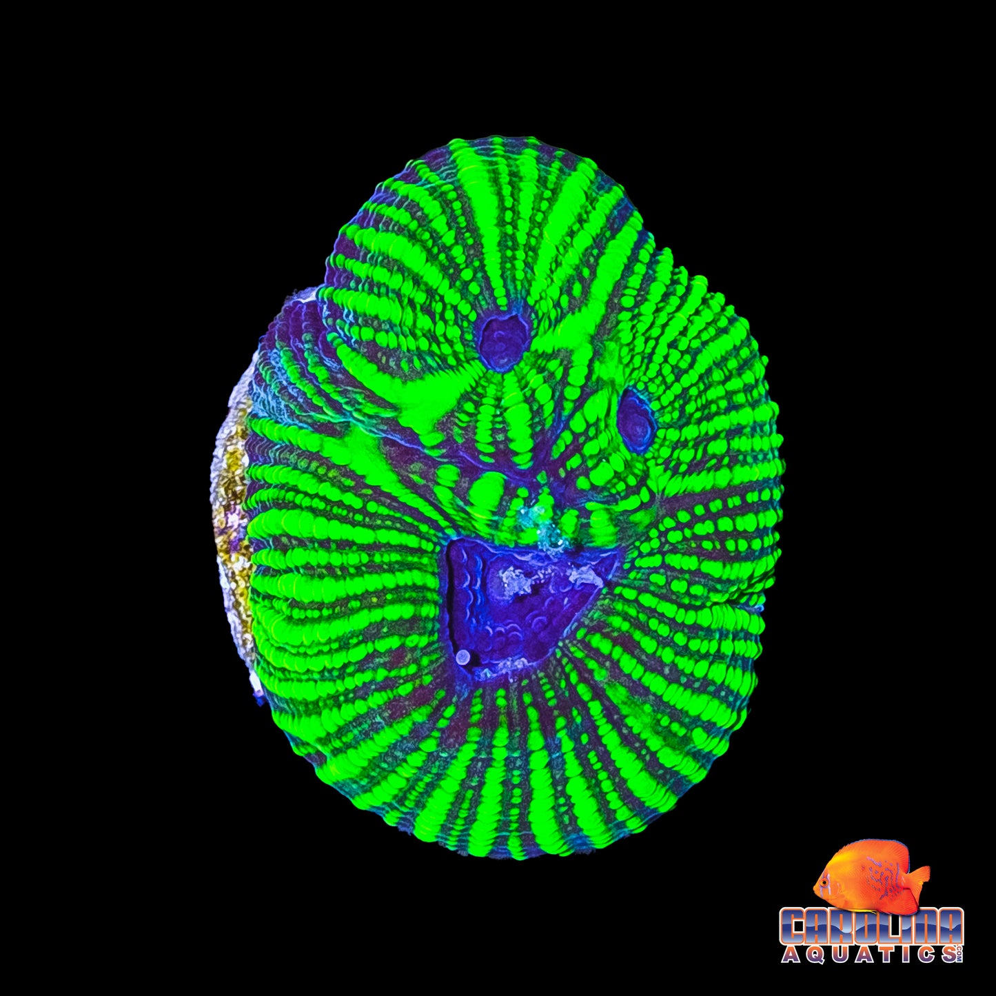 Frag - Blue Mouth Mayan Favia