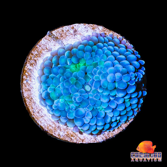 Frag - Ricordea Ultra Blue